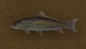 Cooked Fish