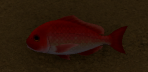 Snapper