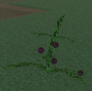 Dogbane Herb